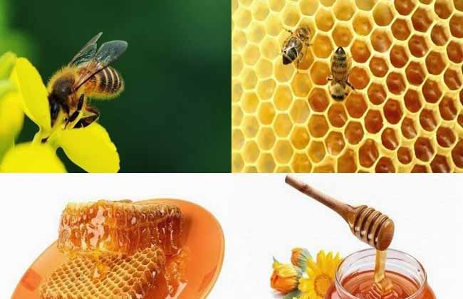 কিভাবে মৌমাছি চাষের ব্যবসা শুরু করবেন?